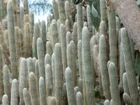 Kakteenwald - Kaktuspark Ravino