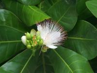 Fischgiftbaumblüte - La Digue