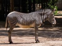Grevyzebra