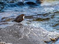 Wasseramsel