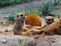 Erdmännchen
