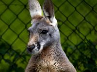 Wallaby