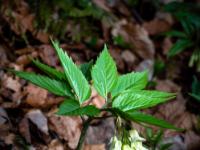 Quirlblättriger-Zahnwurz 1