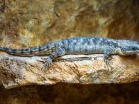 Krokodilschwanzechse