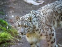 Schneeleopard