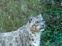 Schneeleopard