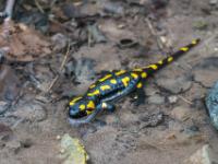 Feuersalamander