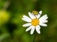 Goldstaub-Laubkäfer