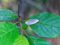 Grauleib-Flechtenbärchen