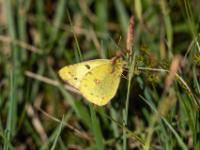 Hufeisenkleegelbling