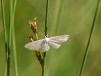 Vierpunkt-Kleinspanner