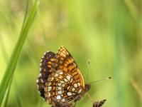 Wachtelweizen-Scheckenfalter