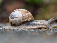 Weinbergschnecke
