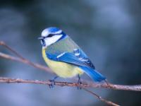 Blaumeise