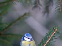 Blaumeise