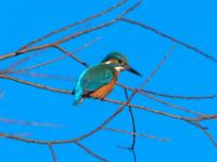 Eisvogel