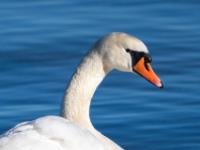 Höckerschwan