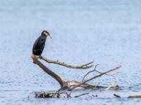 Kormoran