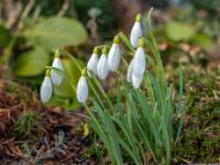 Schneeglöckchen
