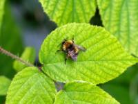 Ackerhummel
