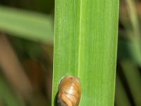 Bernsteinschnecke