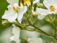 Gartenlaubkäfer