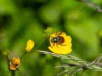 Gartenlaubkäfer
