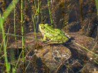 Teichfrosch