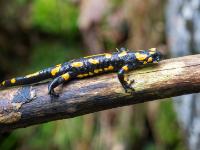 Feuersalamander