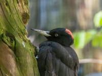 Schwarzspecht