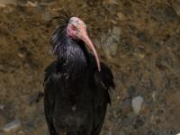 Waldrapp