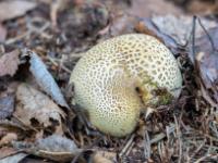 Kartoffelbovist